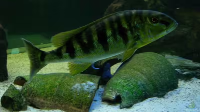 Boulengerochromis microlepis im Aquarium (Einrichtungsbeispiele für B. microlepis)
