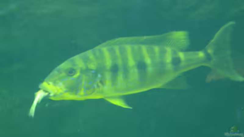 Boulengerochromis microlepis im Aquarium (Einrichtungsbeispiele für B. microlepis)