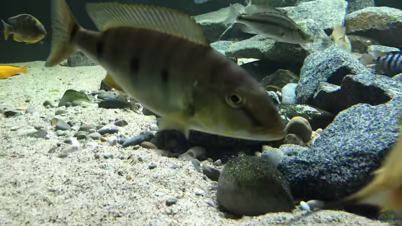 Boulengerochromis von Monaco (4)