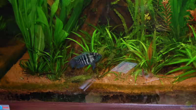 BPBB Mutter mit Nachwuchs von Jan16 (27)