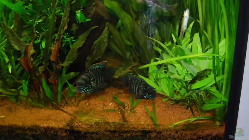 BPBB Pärchen von Jan16 (28)