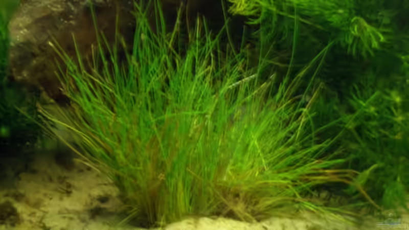 Brachsenkraut  (Isoetis) von Alexander Goldschmidt (9)