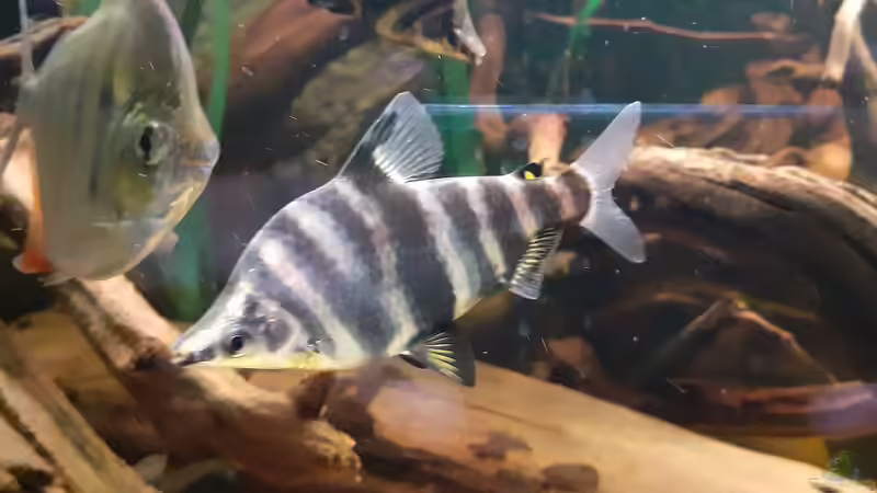 Brachsensalmler ( Abramites hypselonotus ), ca. 14 cm von Agua viva (19)