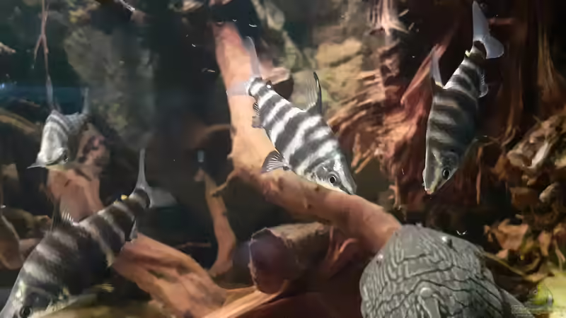 Brachsensalmler ( Abramites hypselonotus ) von Agua viva (14)