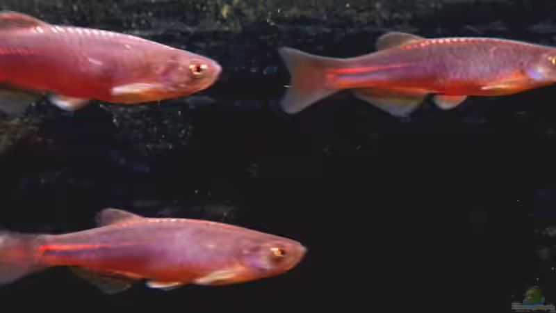 Brachydanio  albolineatus von misch (15)