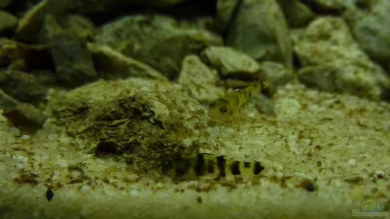 Brachygobius xanthomelas von Arami Gurami (30)