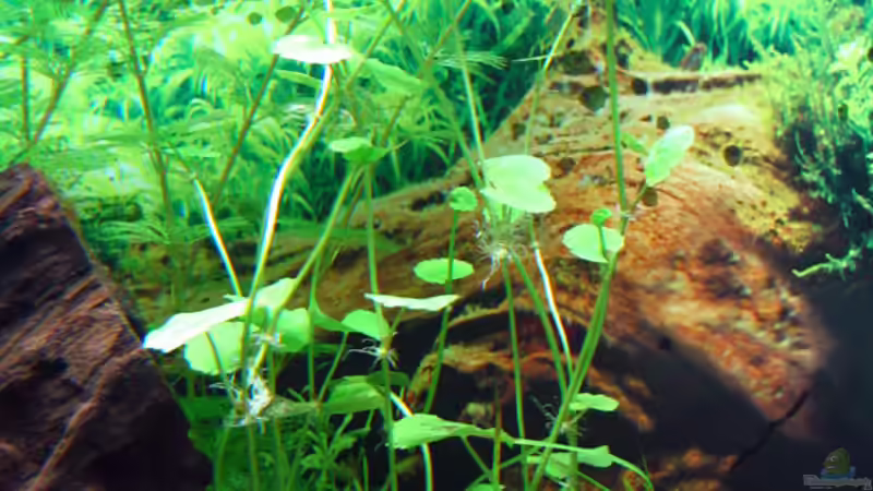 bras. Wassernabel von Nicole Welz (9)