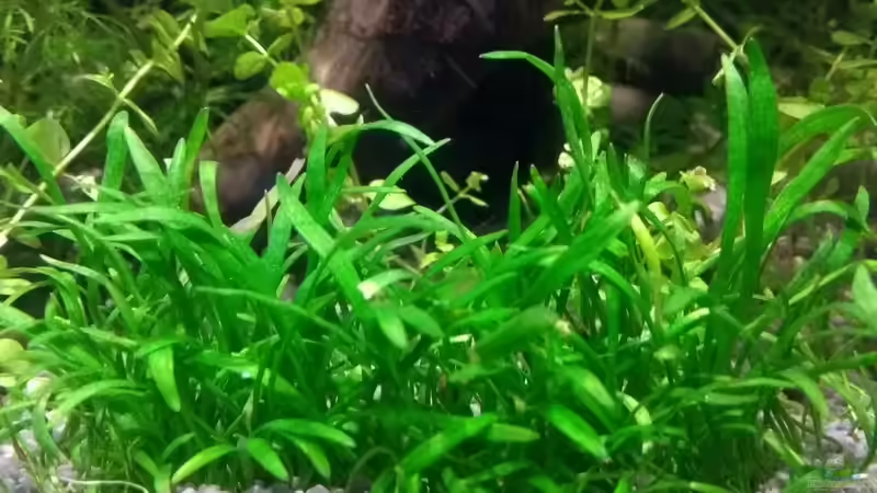 Brasilianische Graspflanze,  Lilaeopsis brasiliensis von Stephy (11)