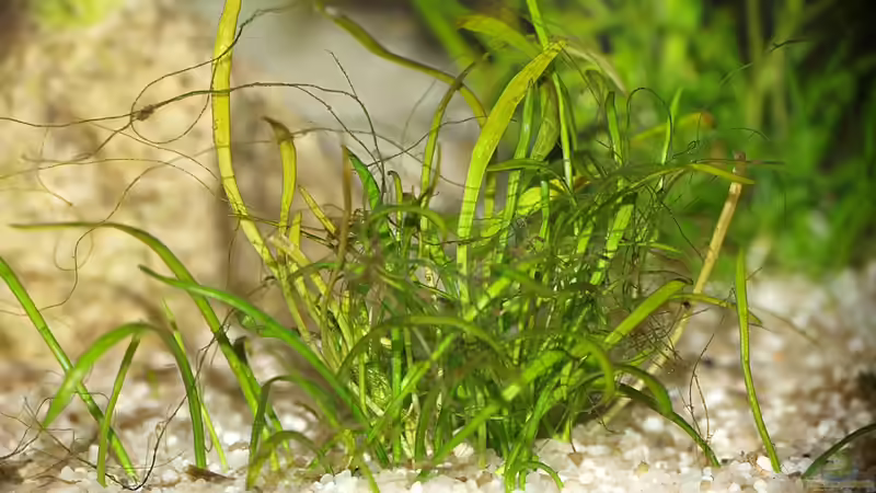 Brasilianische Grasspflanze ? mit Fadenalgen von rapid (27)