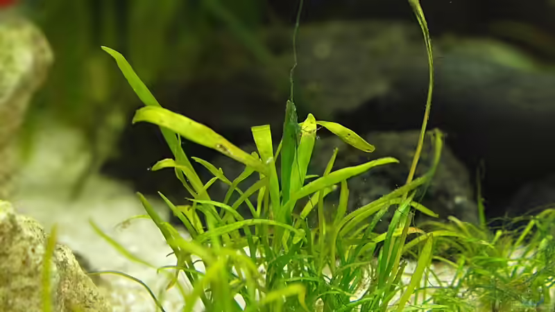 Brasilianische Grasspflanze ? von vorne von rapid (26)