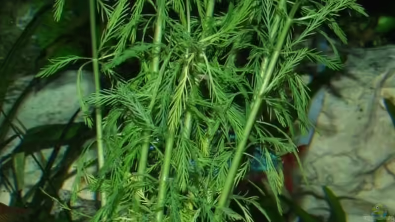 Brasilianische Tausendblatt von Wels-fan (20)