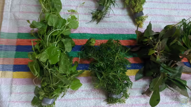 Brasilianischer Wassernabel - ??? - ??? von Ameisenalex (41)