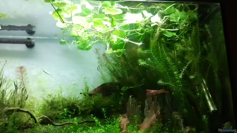 Brasilianischer Wassernabel...Stellata von devilchen11 (5)