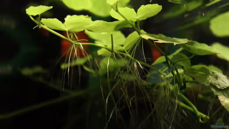 brasilianischer Wassernabel, mit Saugnapf an Seitenscheibe befestigt von Annika (14)