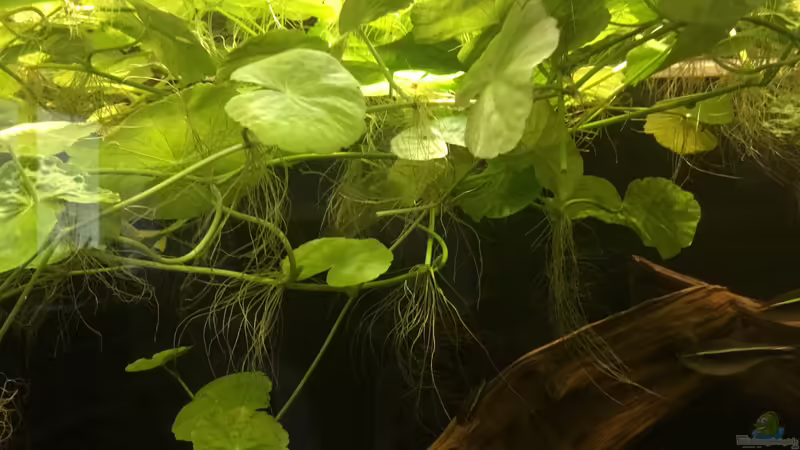 Brasilianischer Wassernabel  von Jemafa (3)