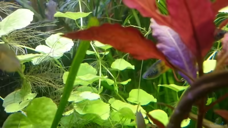 Brasilianischer Wassernabel. Wächst sehr gut... von rainbow2010 (16)