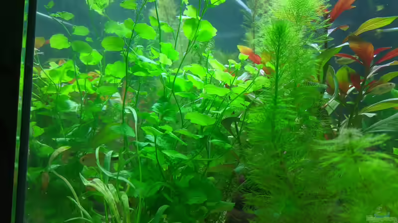 Brasilianischer Wassernabel (17.06.2020) von Ameisenalex (8)