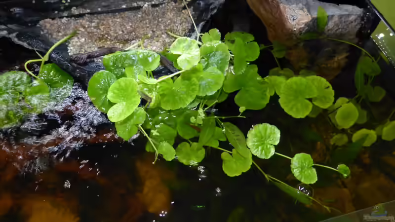Brasilianischer Wassernabel 27.08.13 von ~Marco~ (15)