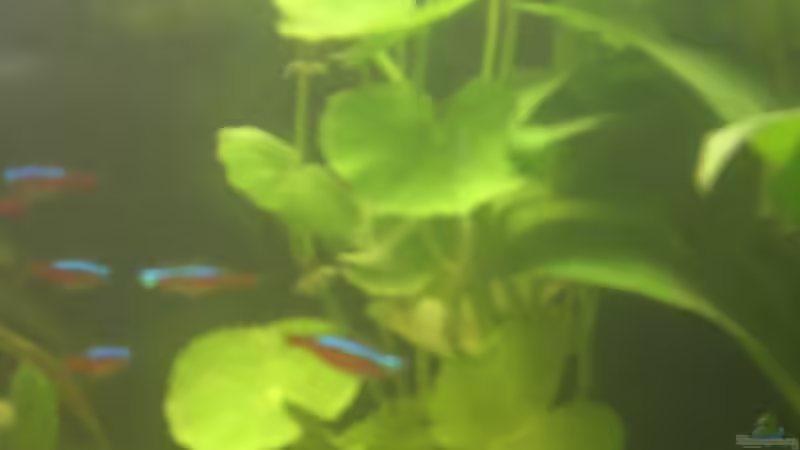 Brasilianischer Wassernabel (Hydrocotyle leucocephala) (6. Bild) von Mario H. (9)