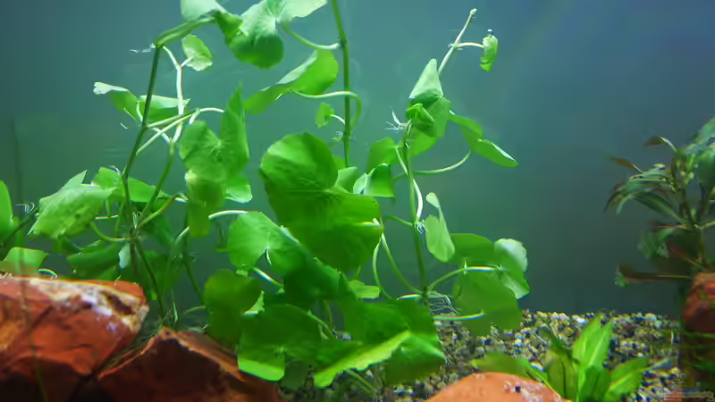 Brasilianischer Wassernabel (Hydrocotyle leucocephala) von BerndL (9)