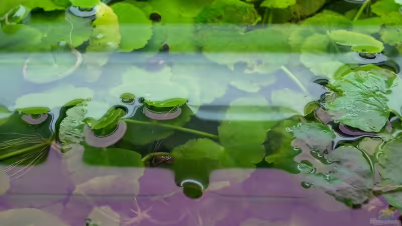 Brasilianischer Wassernabel (Hydrocotyle leucocephala) von Jens J. (12)