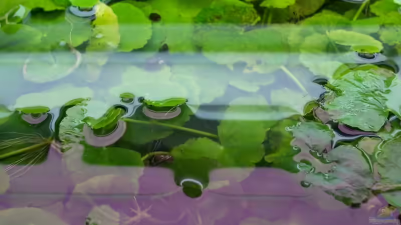 Brasilianischer Wassernabel (Hydrocotyle leucocephala) von Jens J. (18)