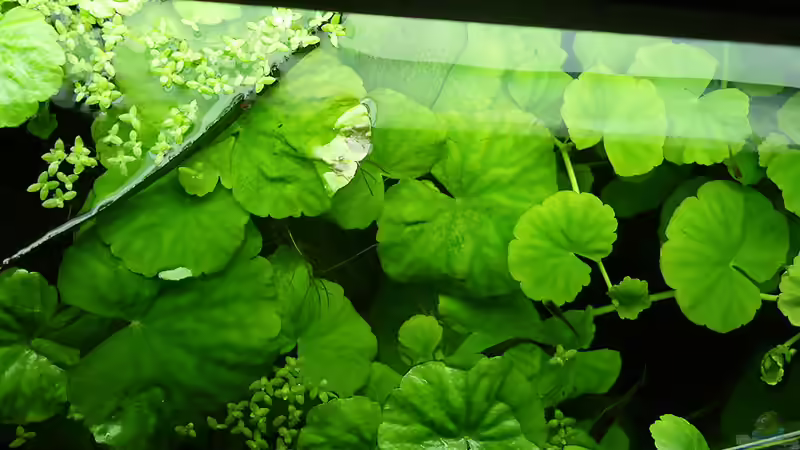 Brasilianischer Wassernabel Stand 7.4.2012 von Bazzi (18)