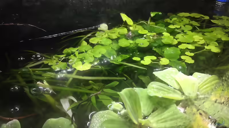 Brasilianischer Wassernabel und Muschelblume von Danny (14)