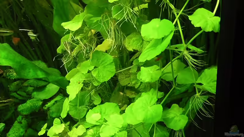 Brasilianischer Wassernabel von Bazzi (38)