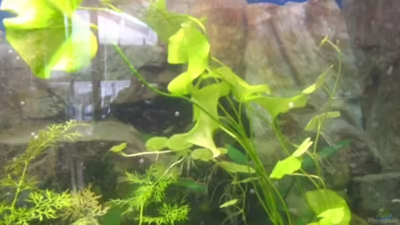 Brasilianischer Wassernabel von DanBri (14)