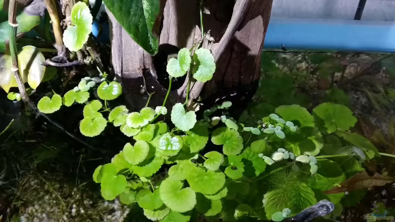 Brasilianischer Wassernabel von Gigi (2)