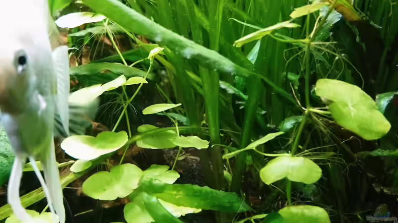 Brasilianischer Wassernabel von Helene (12)