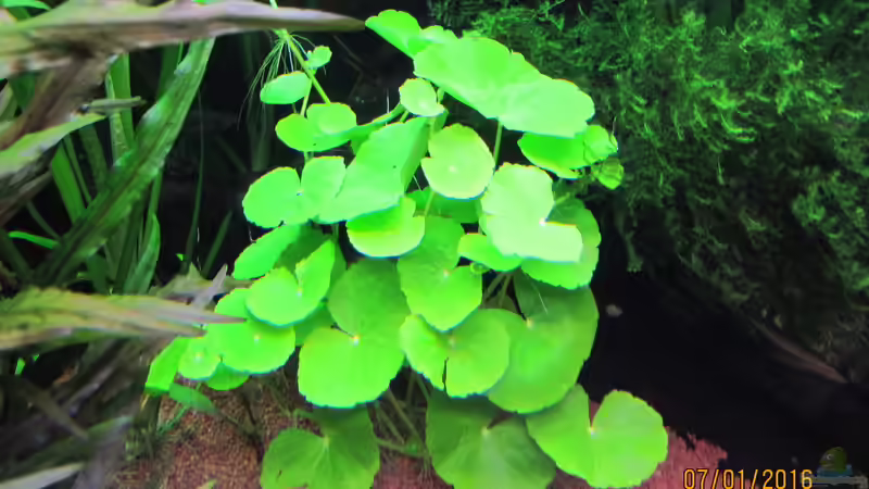 Brasilianischer Wassernabel von rainbow2010 (21)