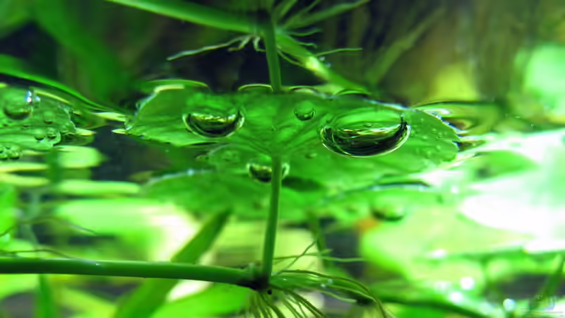 Brasilianischer Wassernabel von Stefan Peter (11)