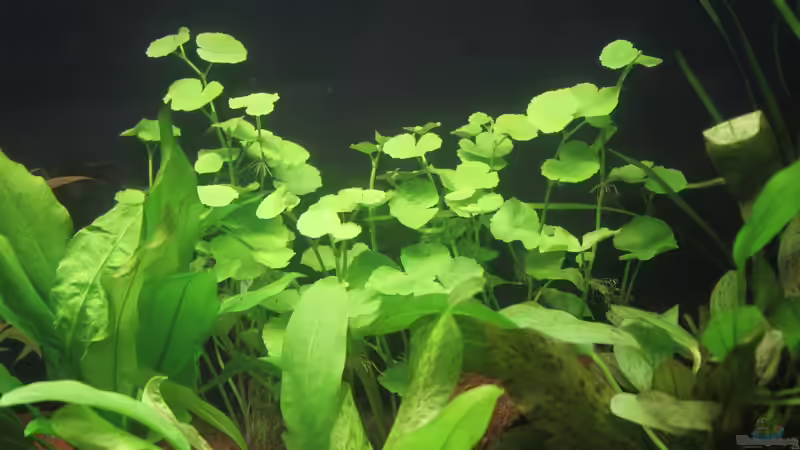 Brasilianischer Wassernabel von urml87 (11)