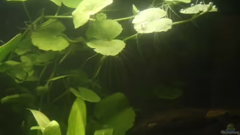 Brasilianischer Wassernabel wächst schon von Rotwein (4)