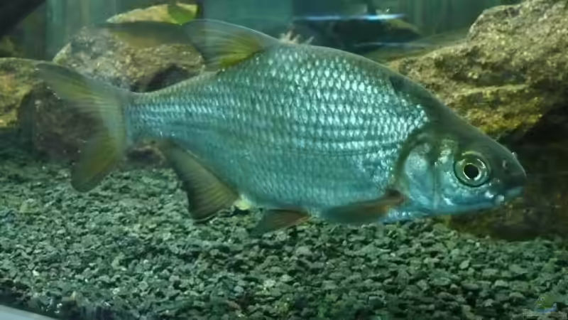 Brasse von blume007 (4)