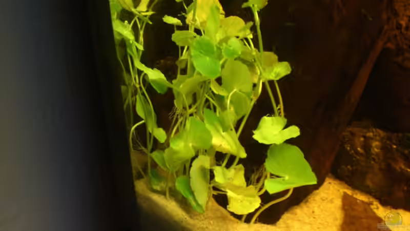 Brassilianscher Wassernabel von Kai Heermann (14)