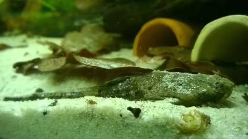 Bratpfanne closeup. von Ba Bu (33)