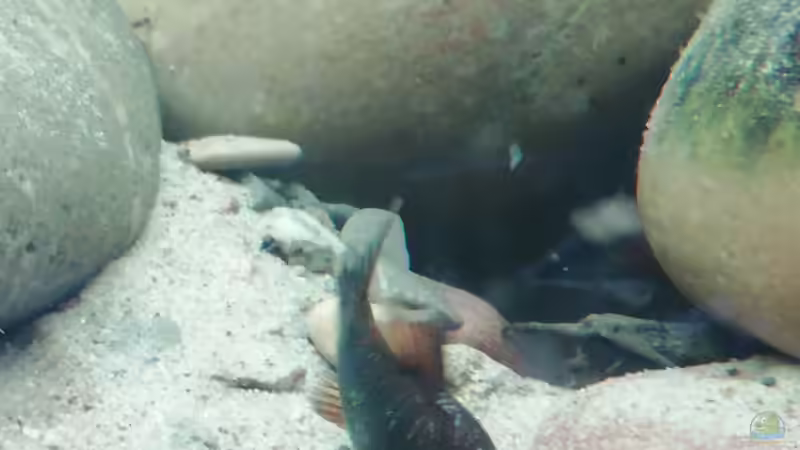 Bratpfannenwels mit Panzerwels von - Stephen - (30)