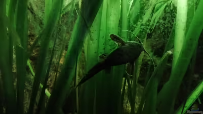 Bratpfannenwels von - Stephen - (28)