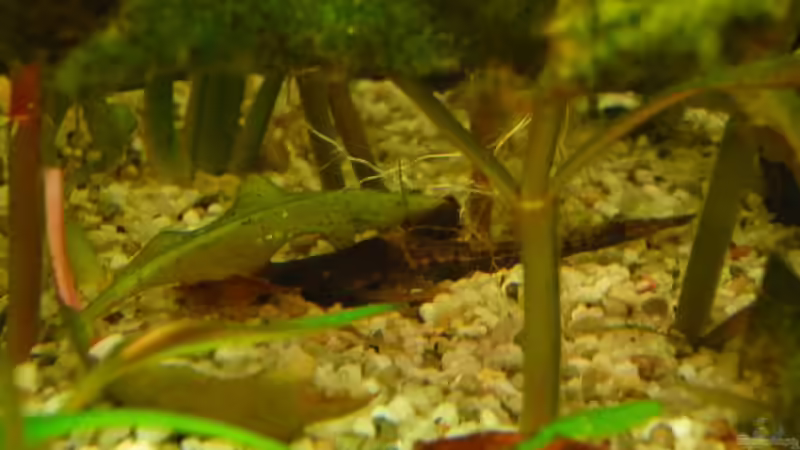 Bratpfannenwels von Michi 82 (18)