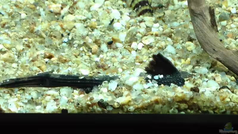 Bratpfannenwels von Thomas S-H (48)