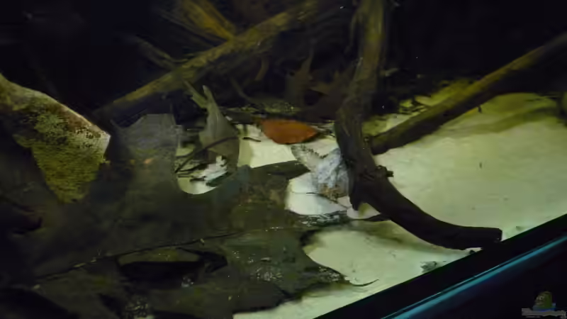 Einrichtungsbeispiele mit Bratpfannenwelsen (Bunocephalus coracoideus)