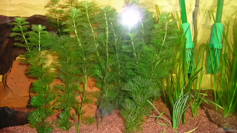 Brauche bitte Hilfe beim identifizieren von Helmut Stallhofer (5)