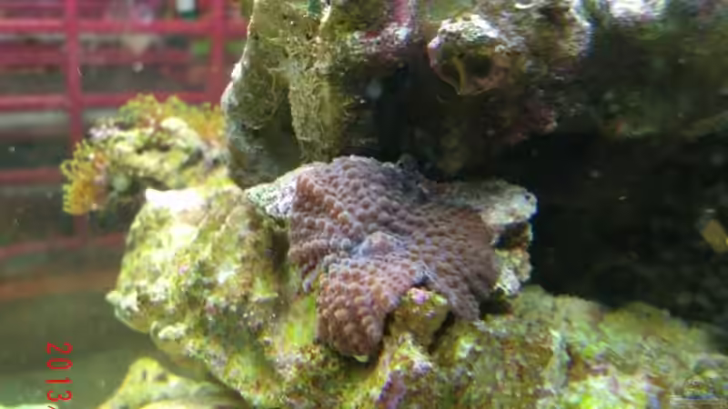 Braue Scheibenanemone von Jademeister (22)