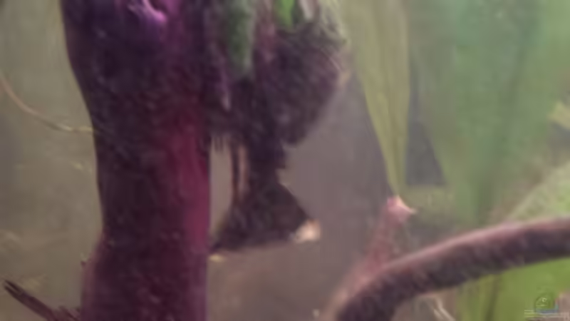 Braun oder Blau? von Tobi L. (34)