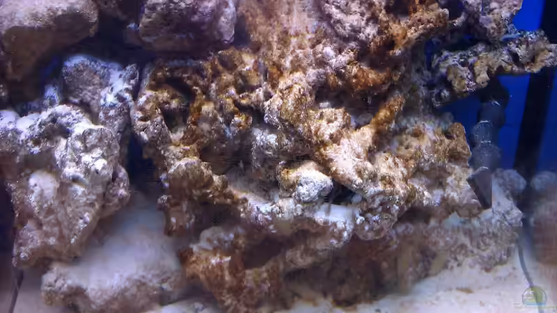 Braunalgen fangen an zu wachsen von Rene Rohrer (3)