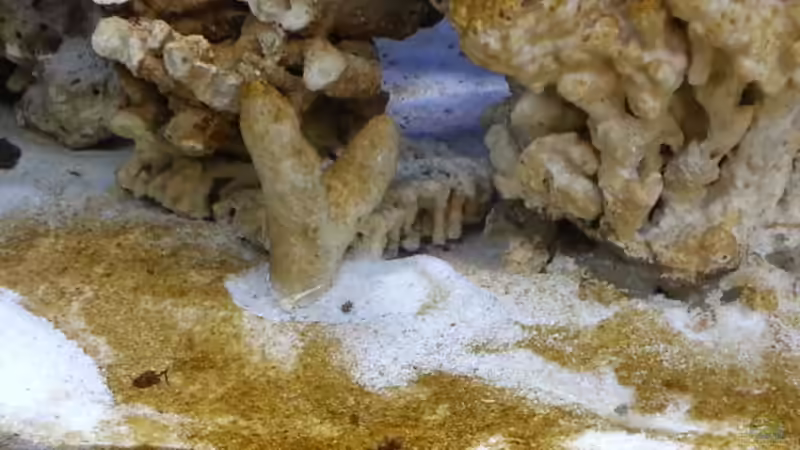 Braunalgenphase im vollen gange von Bernd Pinkert (6)