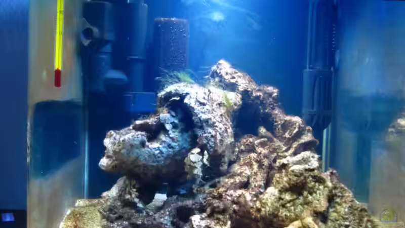 Braune Algen gehen wieder zurück! von Haens84 (4)